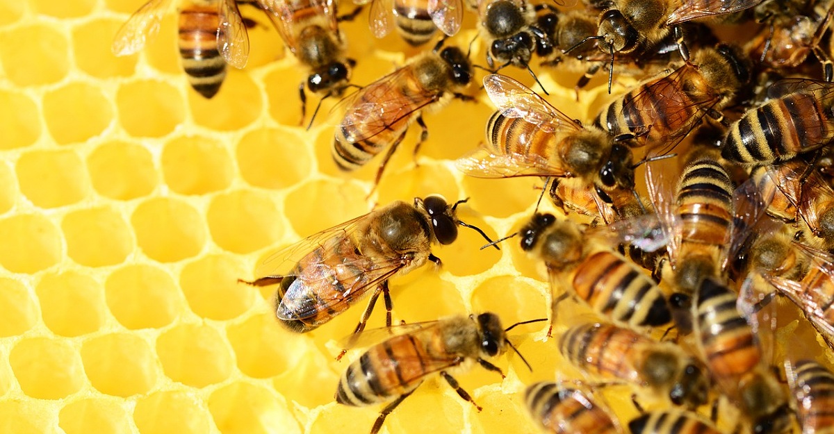 How to start beekeeping, and the major phases of a colony – Agrigate Global